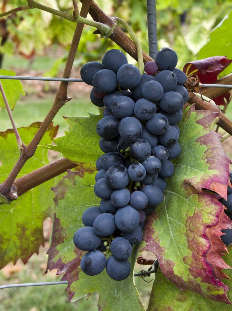 Tinta Barroca - Cluster in the field