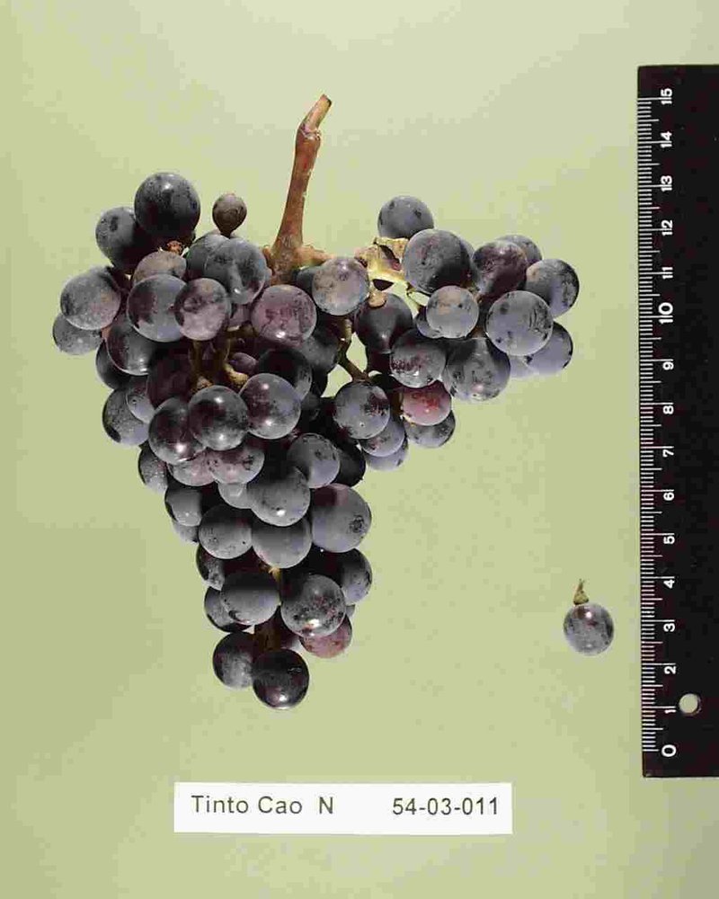 Tinto Cao - Cluster in the laboratory