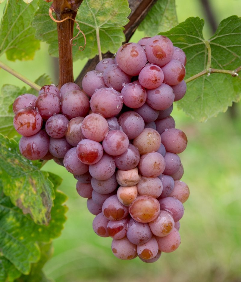 Gewuerztraminer cluster in the field