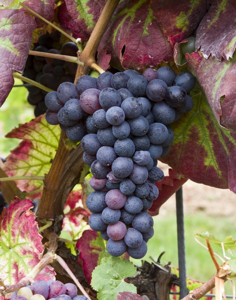 Trousseau Noir - Cluster in the field