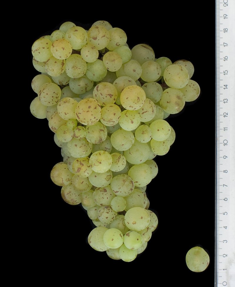 Galbena de Odobesti - Cluster in the laboratory