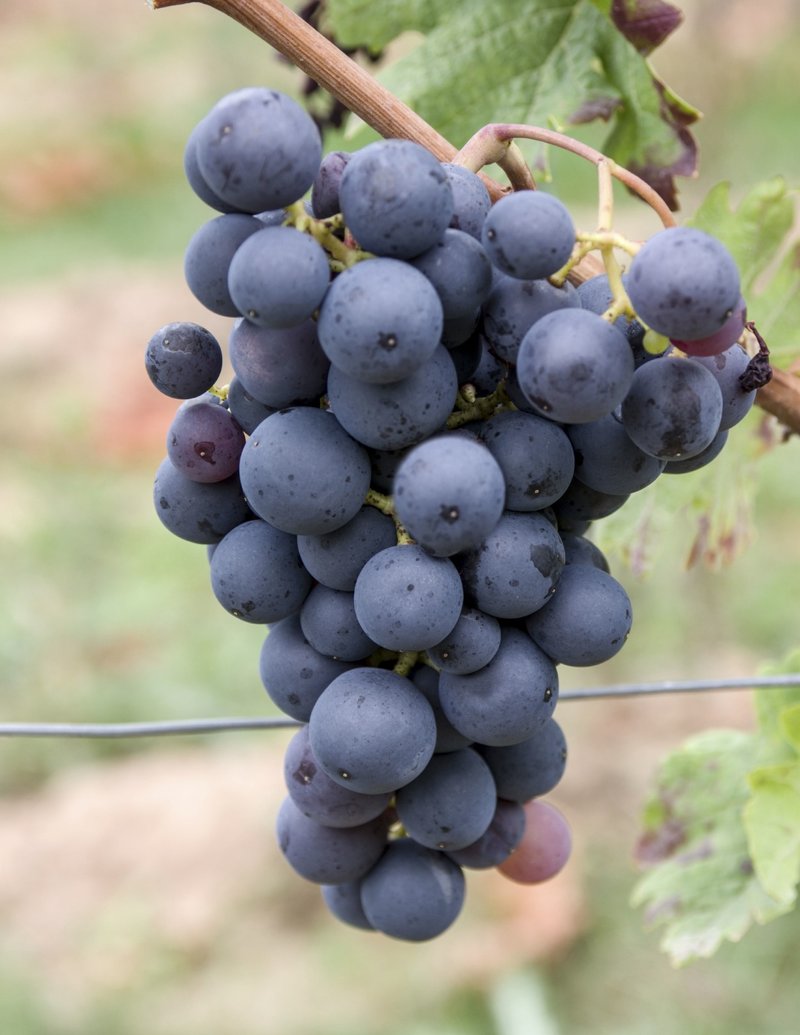 Uva di Troia - Cluster in the field