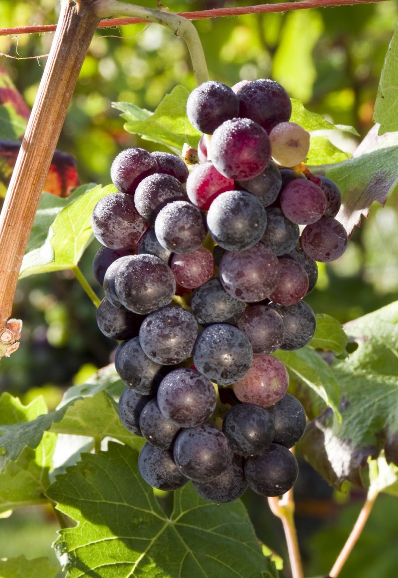 Uva Rara - Cluster in the field