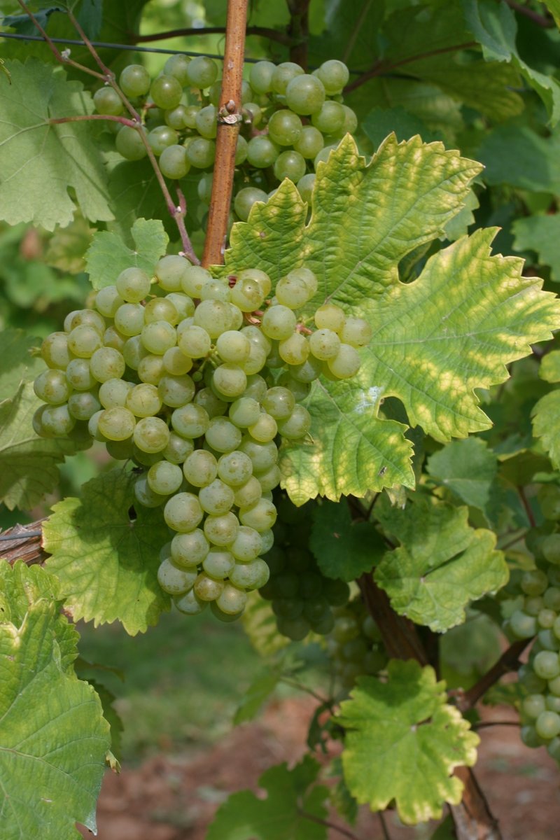Veltliner Gruen - Cluster in the field