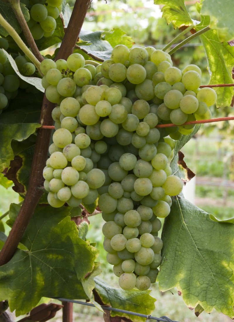 Verdicchio Bianco - Cluster in the field
