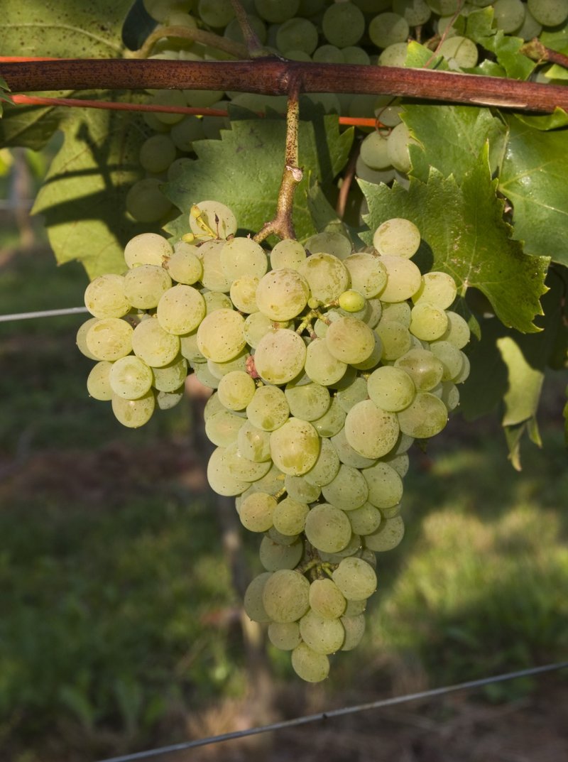 VILLARD BLANC - Cluster in the field