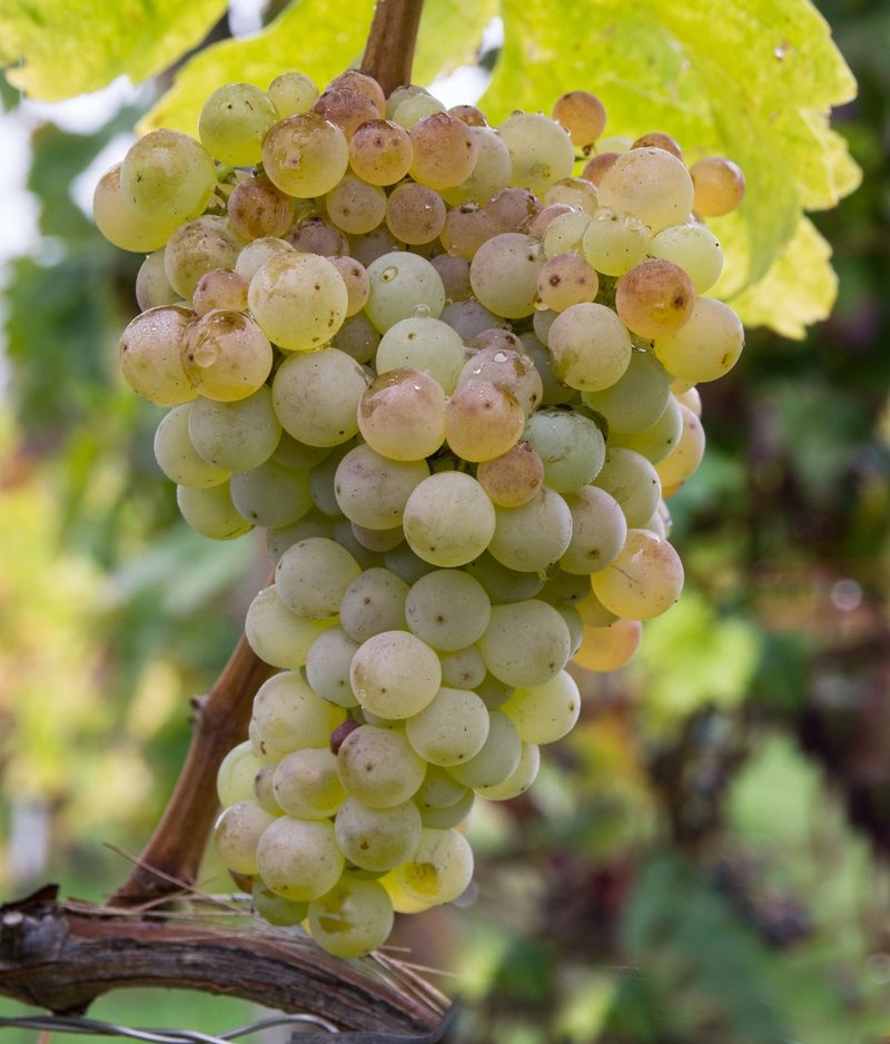 Viura - Cluster in the field