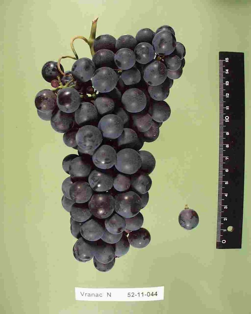 Vranac - Cluster in the laboratory