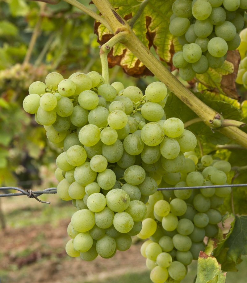 Vugava - Cluster in the field