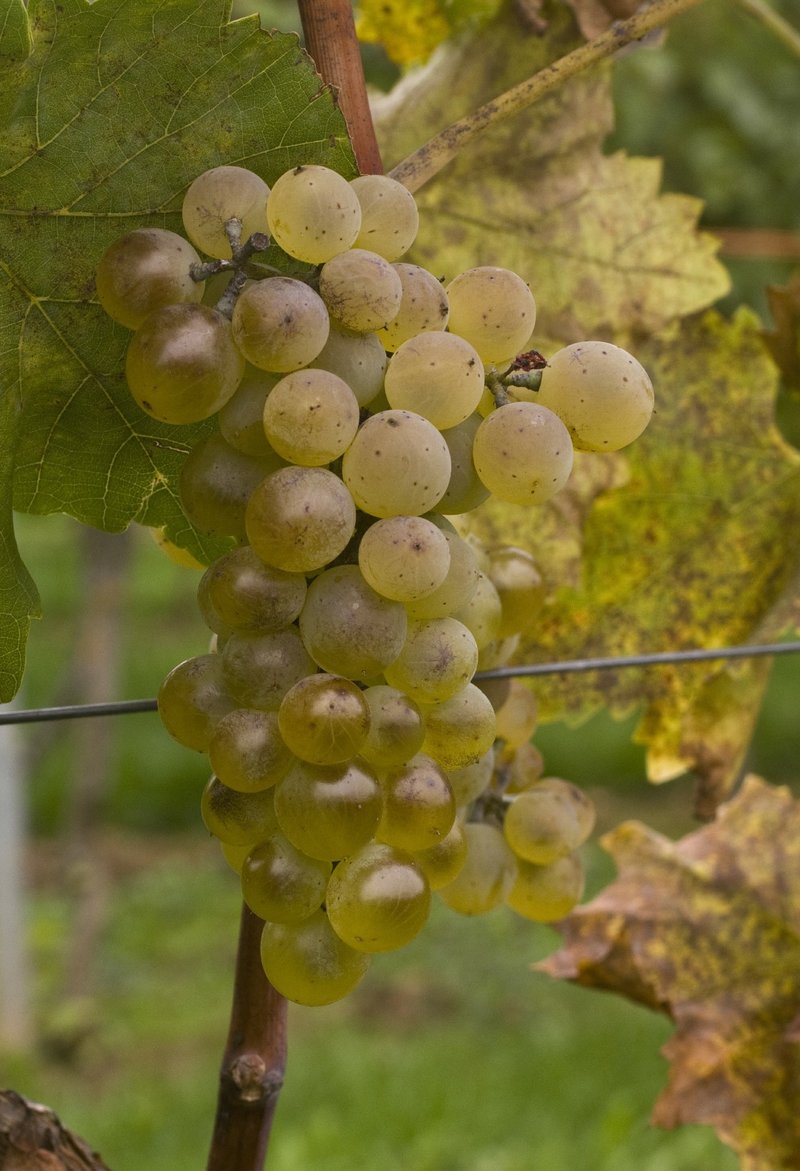 Bianca - Cluster in the field