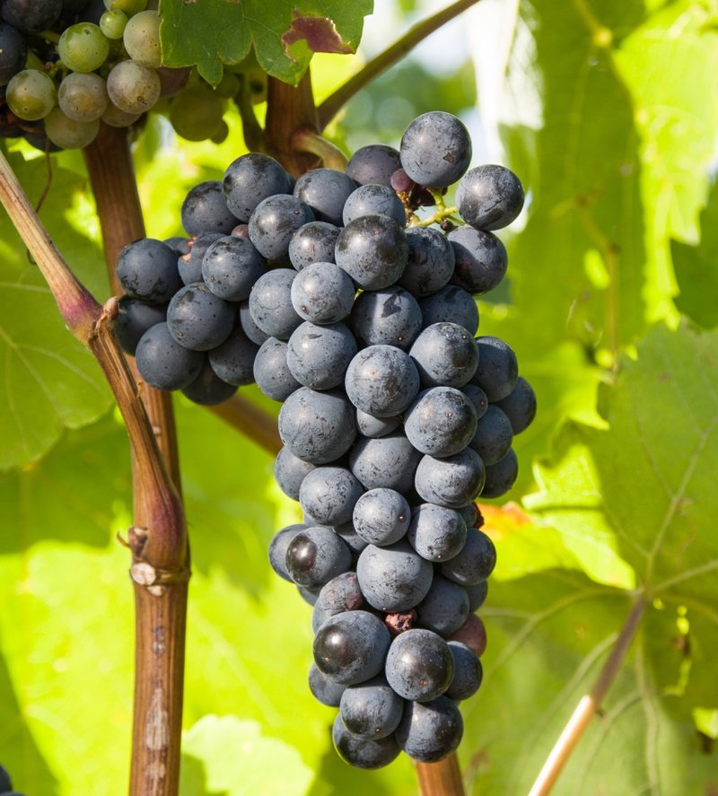 Wildbacher Blau - Cluster in the field