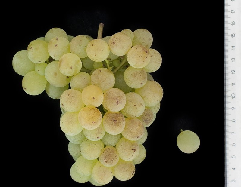 Xarello - Cluster in the laboratory