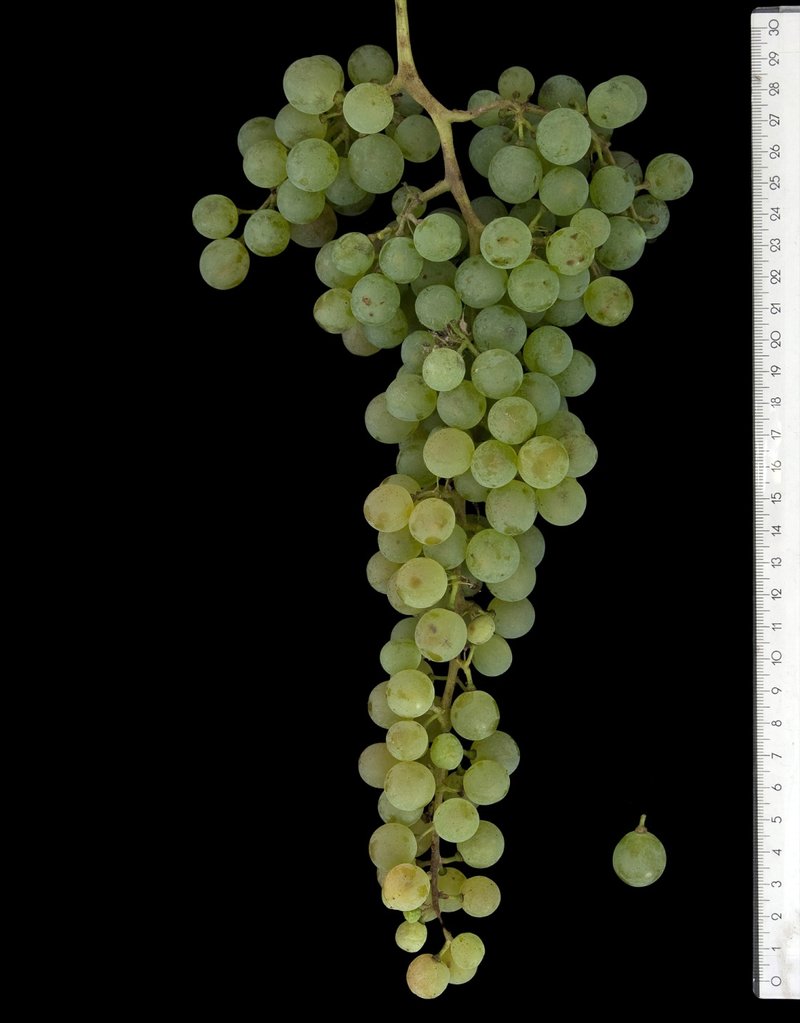 Biancu Gentille - Cluster in the laboratory