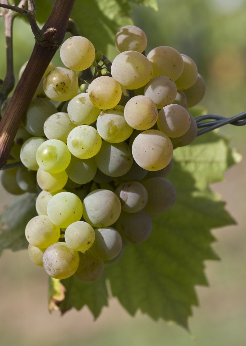 Zala Gyoengye - Cluster in the field