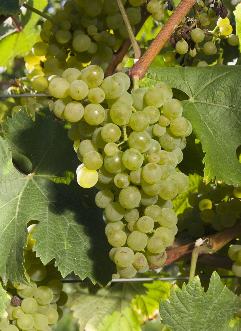 Zenit - Cluster in the field