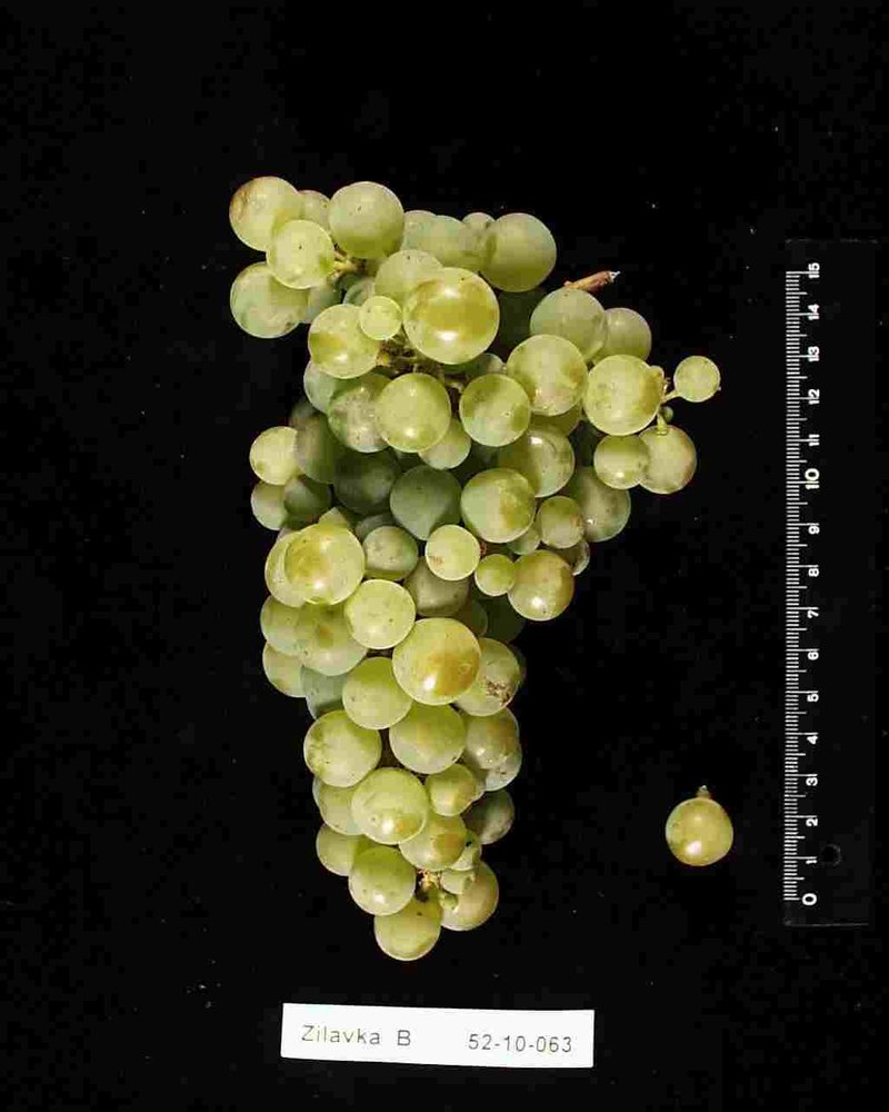 Zilavka - Cluster in the laboratory