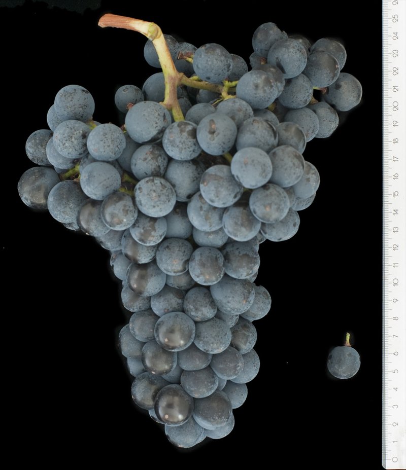 Blatina - Cluster in the laboratory