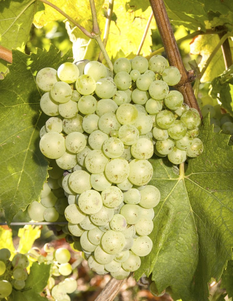 PRC Bijeli - Cluster in the field