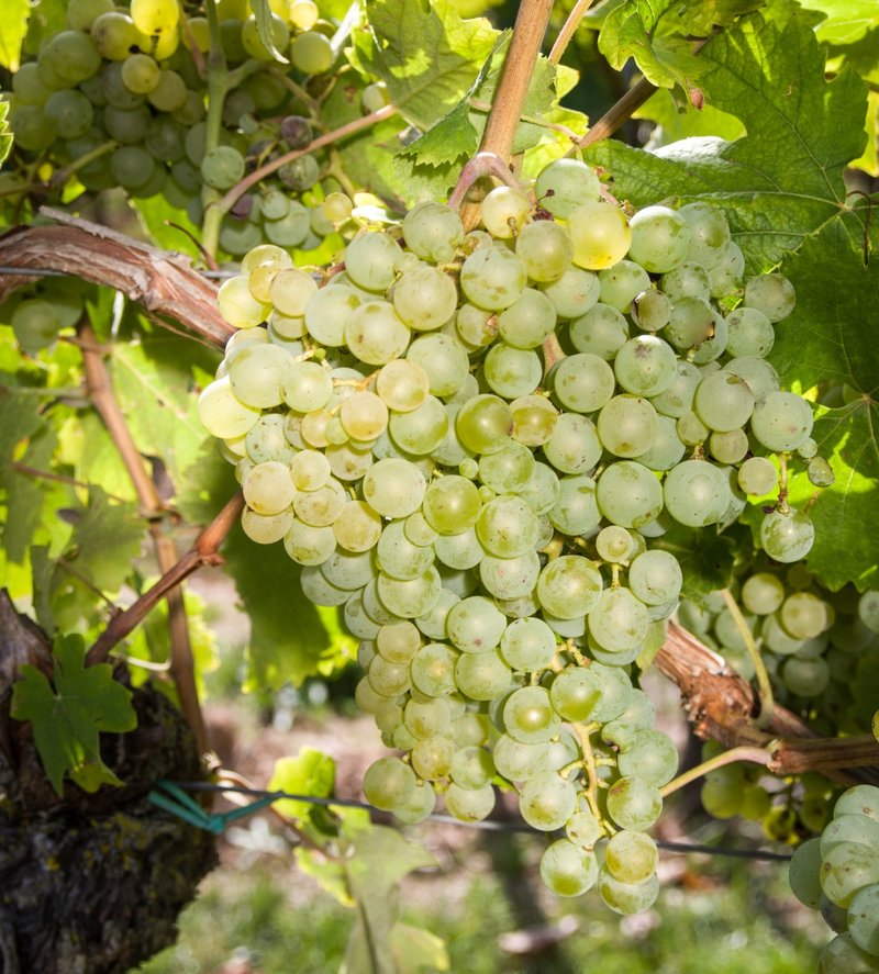 Bombino Bianco - Cluster in the field