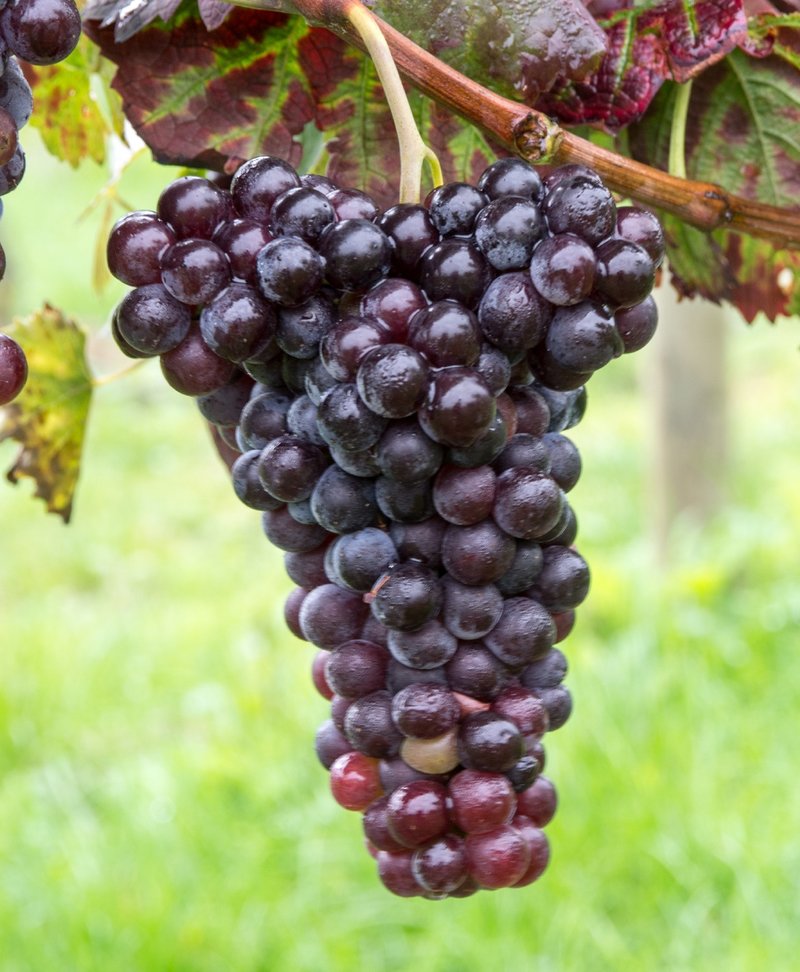 Brachetto - Cluster in the field