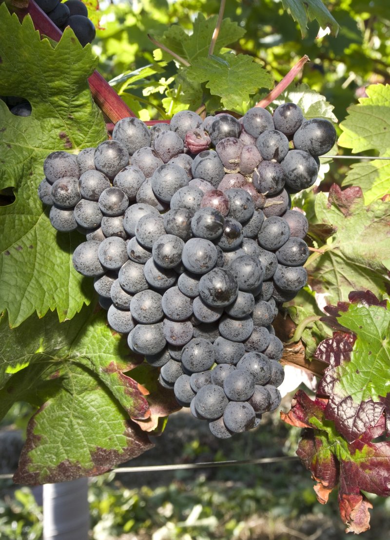 Trincadeira - Cluster in the field