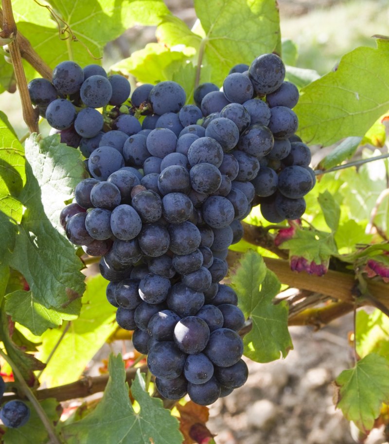 Negru Aromat - Cluster in the field