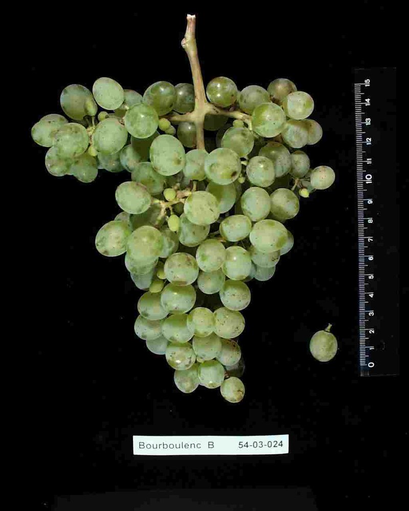 Bourboulenc - Cluster in the laboratory