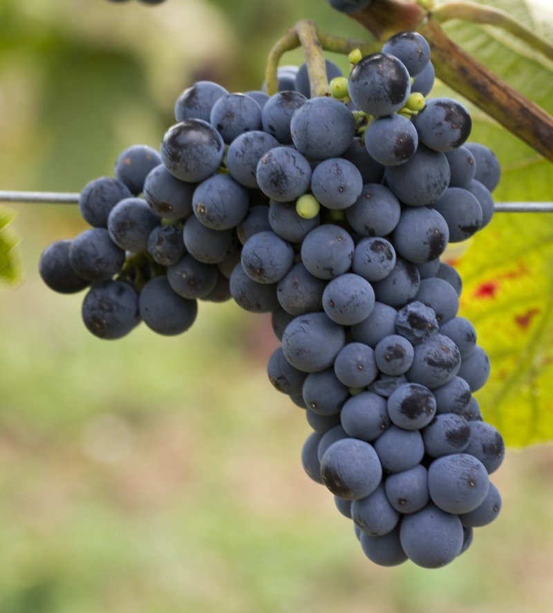 Rathay - Cluster in the field