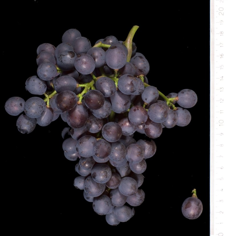 Alvarelhao - Cluster in the laboratory