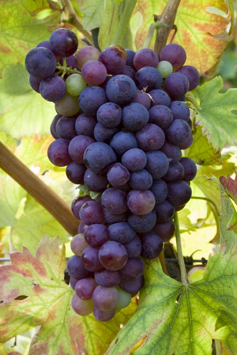 Braquet Noir - Cluster in the field