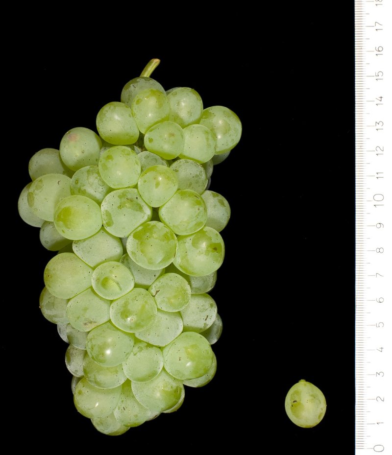 Poljsakica - Cluster in the laboratory