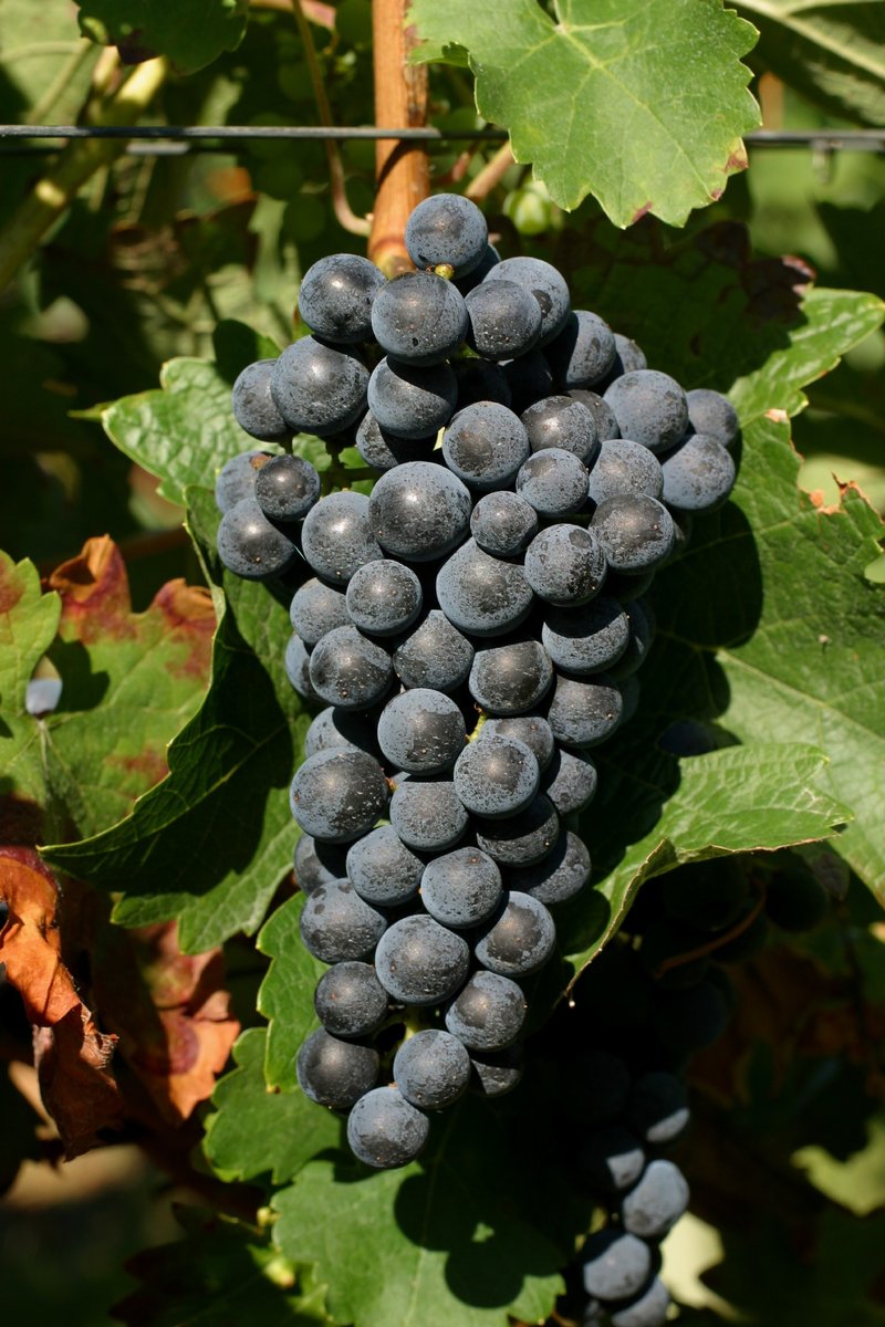 Cabernet Sauvignon - Cluster in the field