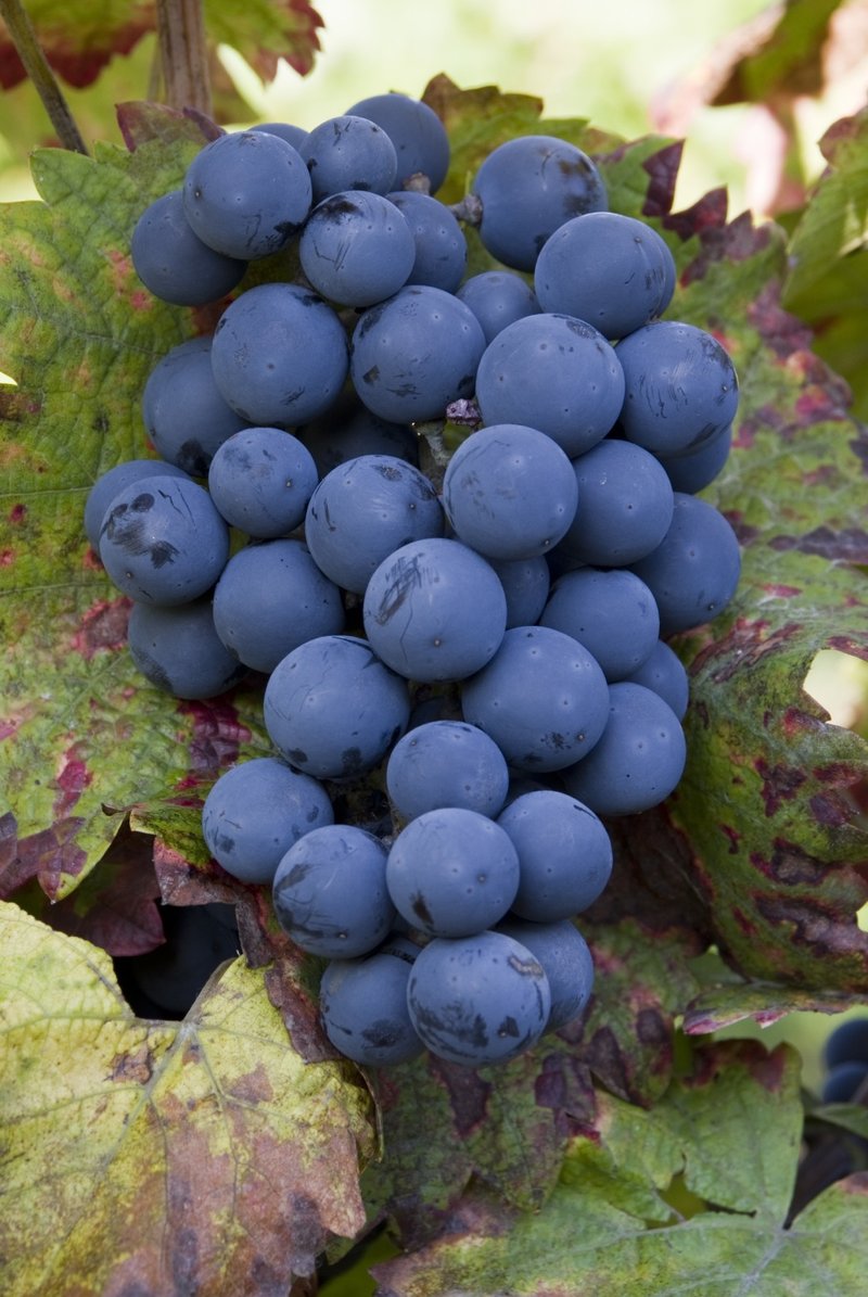 Pinotin - Cluster in the field