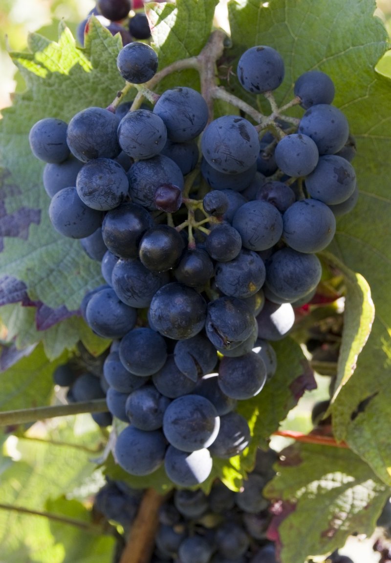 Monarch - Cluster in the field