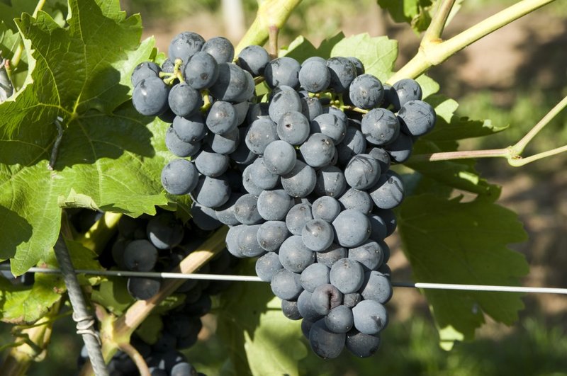 BOLERO - Cluster in the field