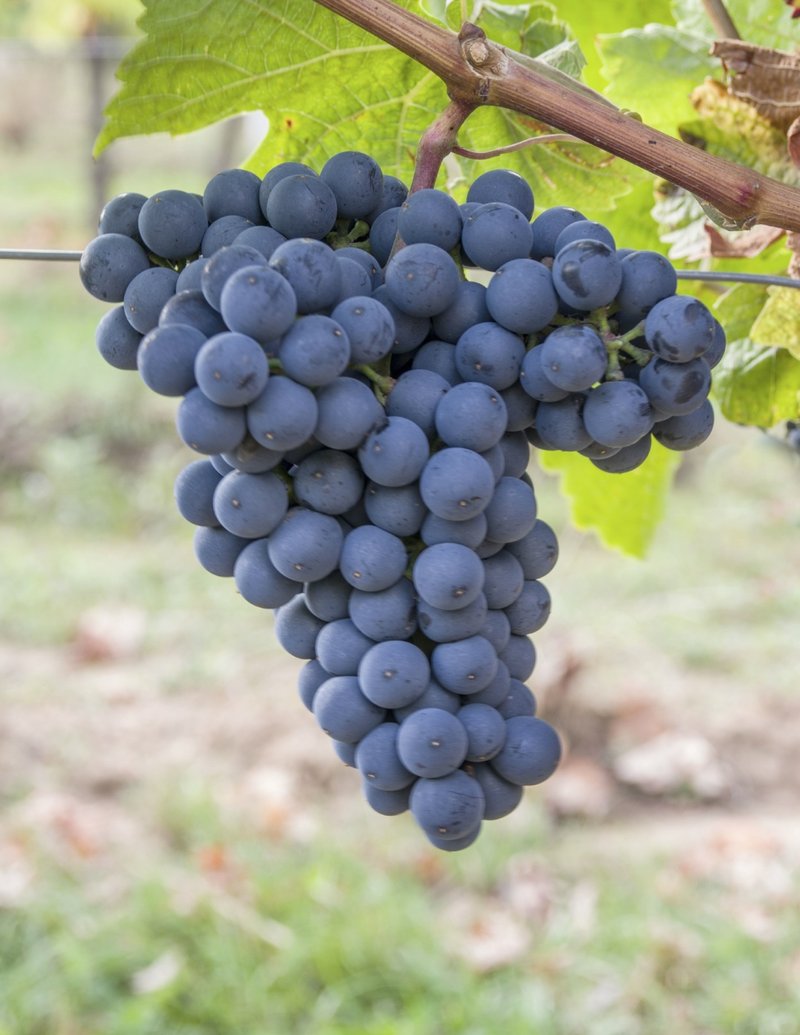 Cabernet Dorsa - Cluster in the field