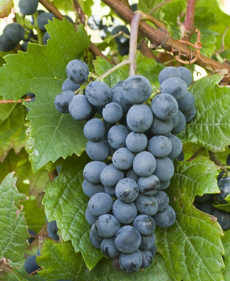 Baron - Cluster in the field