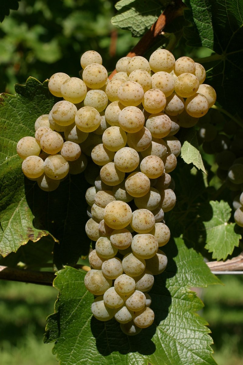 VILLARIS - Cluster in the field