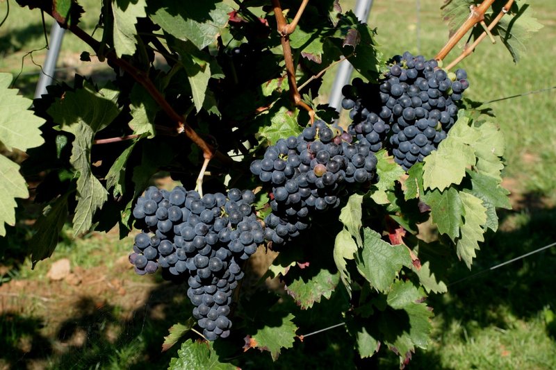 Carignan Noir - Cluster in the field