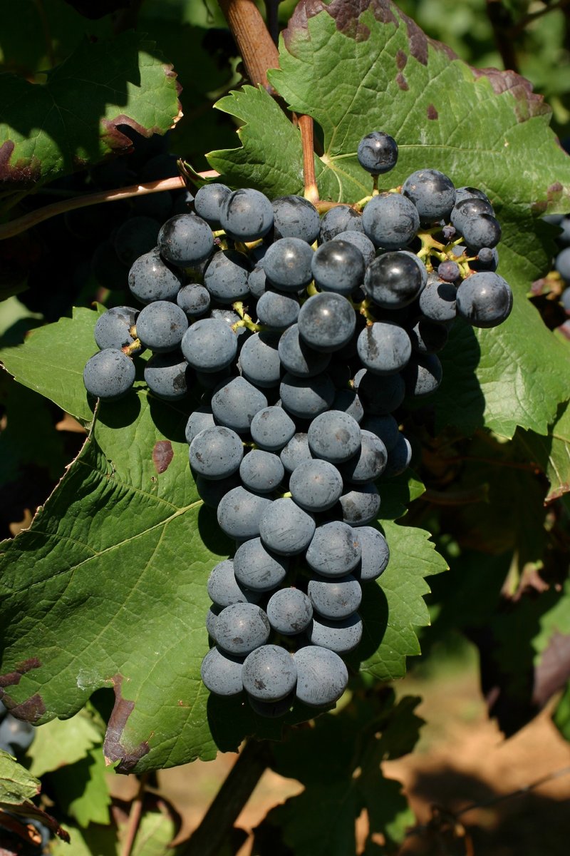 Carmenere - Cluster in the field