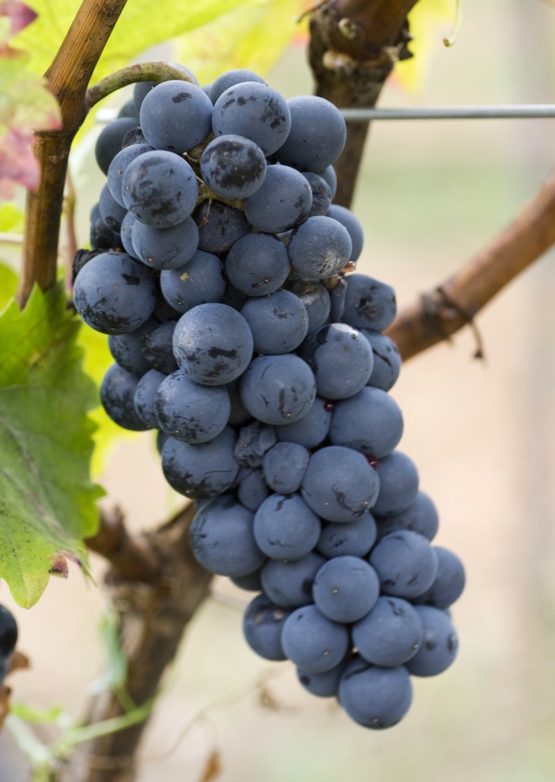 Cabernet Jura - Cluster in the field