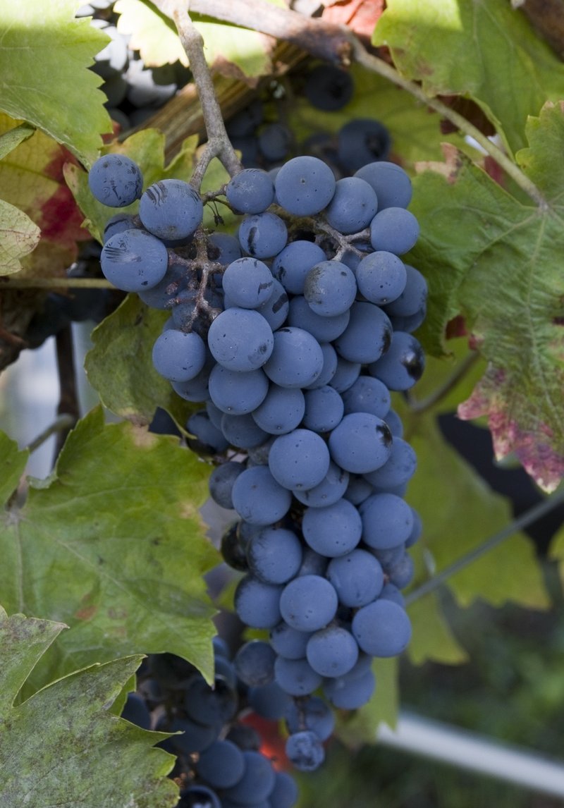 Cabertin - Cluster in the field