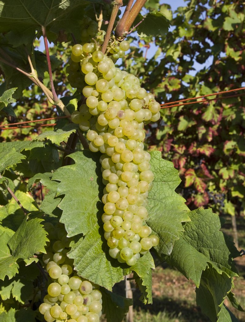Albana Bianca - Cluster in the field