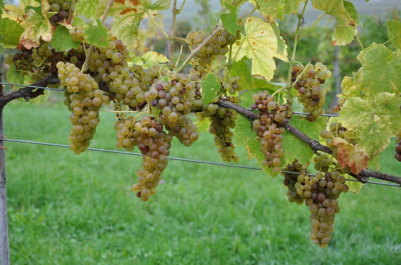 ALBALONGA - Full plant