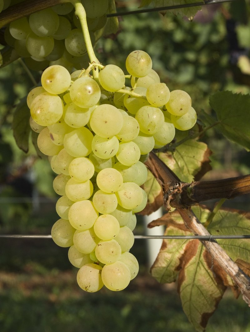 Zlahtina - Cluster in the field