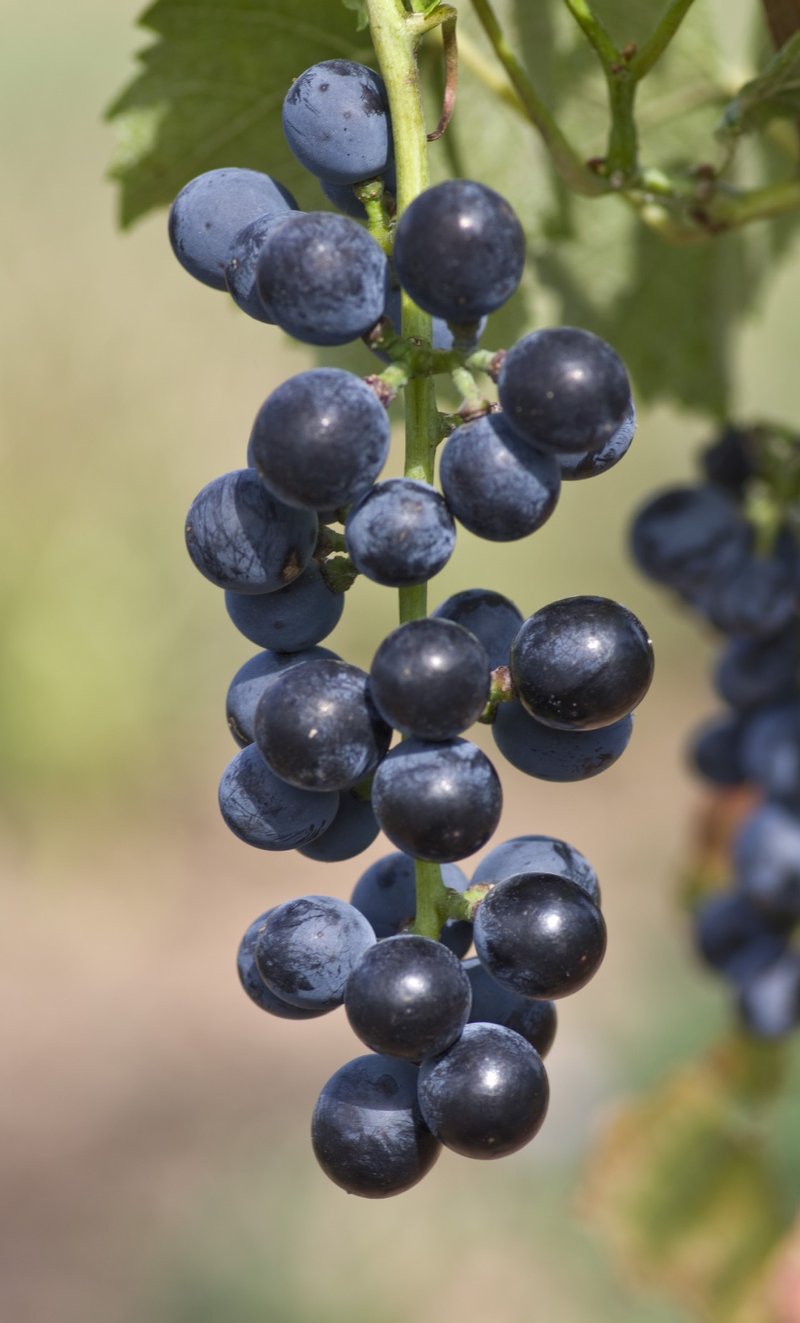 DIVICO - Cluster in the field