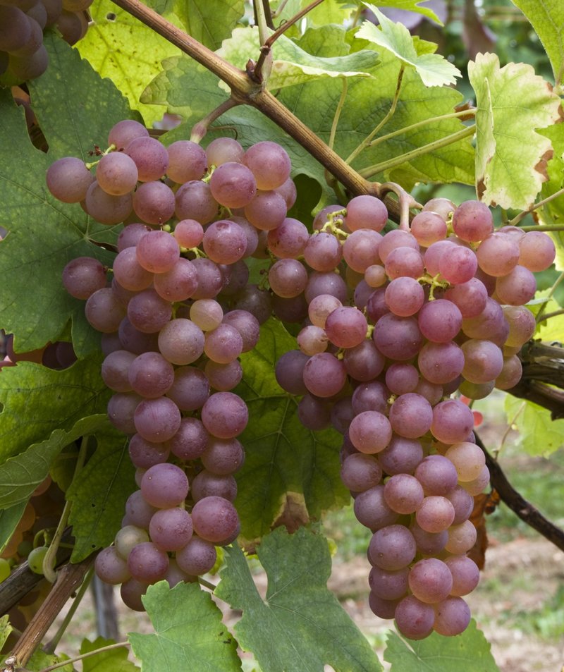 Chasselas Rose - Cluster in the field