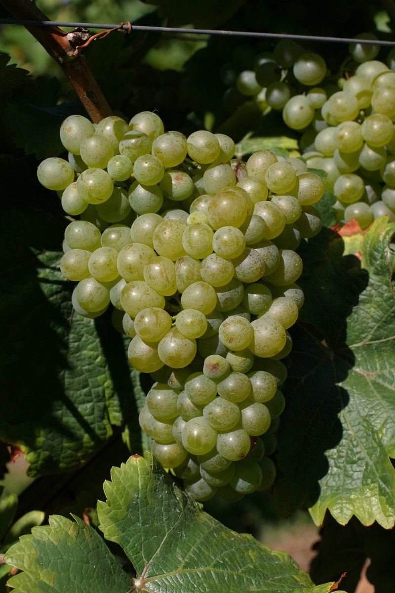 Chenin Blanc - Cluster in the field