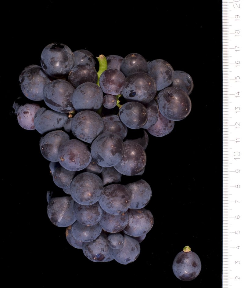 Ciliegiolo - Cluster in the laboratory