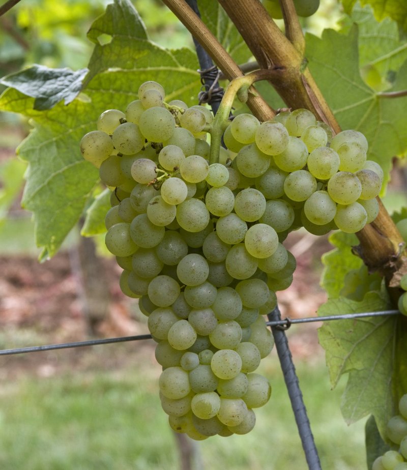 Colombard - Cluster in the field